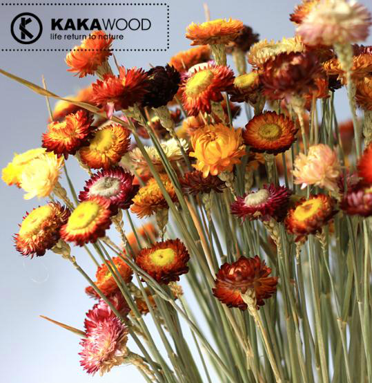 kakawood干花天然非洲菊