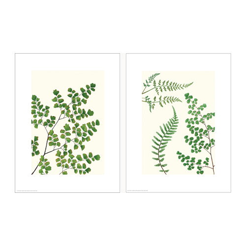 宜家家居特维林蕨类植物画2件套403.128.20
